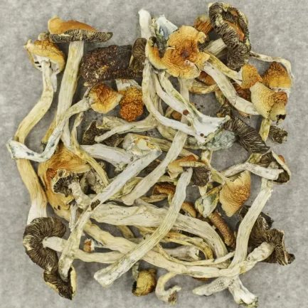 Mush-Psilocybe-Cubensis-B