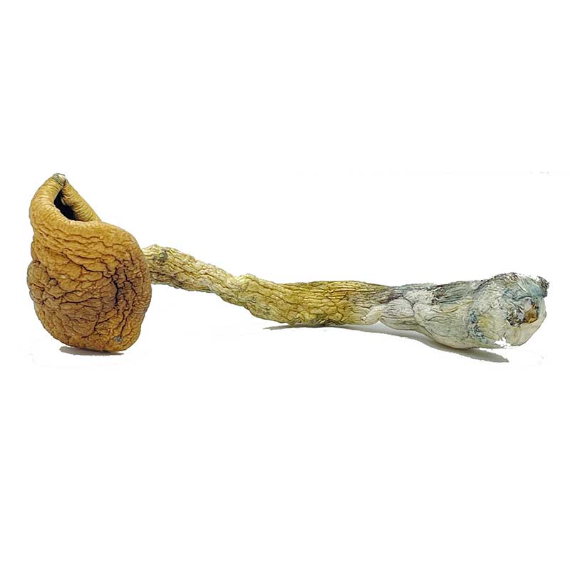 buy-golden-teacher-dried-shrooms-online