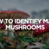How to Identify Magic Mushrooms