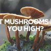 What Mushrooms Make You High