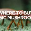 Where to Buy Magic Mushrooms